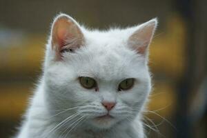 Cute Persian Pure White Cat is Posing in the Home Garden photo