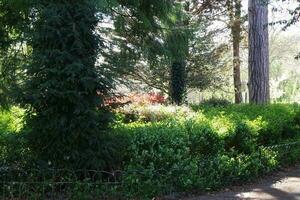 hermosa ver de arboles y ramas a local público parque de lutón pueblo de Inglaterra foto