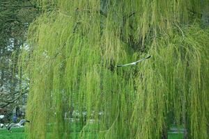 hermosa ver de arboles y ramas a local público parque de lutón pueblo de Inglaterra foto