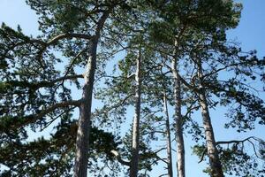 Beautiful View of Trees and Branches at Local Public Park of Luton Town of England photo