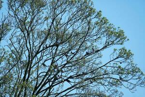 Beautiful View of Trees and Branches at Local Public Park of Luton Town of England photo