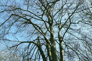 Beautiful View of Trees and Branches at Local Public Park of Luton Town of England photo