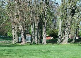 hermosa ver de arboles y ramas a local público parque de lutón pueblo de Inglaterra foto
