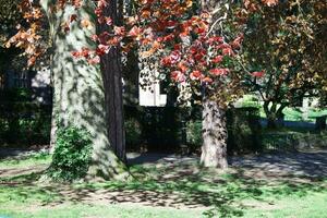 hermosa ver de arboles y ramas a local público parque de lutón pueblo de Inglaterra foto