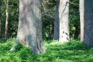 Beautiful View of Trees and Branches at Local Public Park of Luton Town of England photo