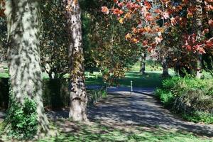 Beautiful View of Trees and Branches at Local Public Park of Luton Town of England photo