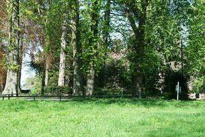 Beautiful View of Trees and Branches at Local Public Park of Luton Town of England photo