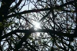 Beautiful View of Trees and Branches at Local Public Park of Luton Town of England photo