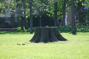 Beautiful View of Trees and Branches at Local Public Park of Luton Town of England photo