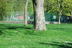 hermosa ver de arboles y ramas a local público parque de lutón pueblo de Inglaterra foto