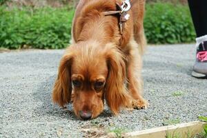 Cute Dog at Bedford City Park of England photo