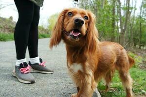 linda perro a Bedford ciudad parque de Inglaterra foto