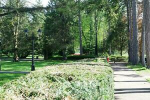 Beautiful View of Trees and Branches at Local Public Park of Luton Town of England photo