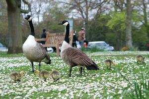 Cute Water Birds Geese and Chicks at Lake of Bedford City of England photo