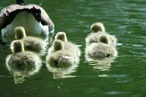 Cute Water Birds Geese and Chicks at Lake of Bedford City of England photo