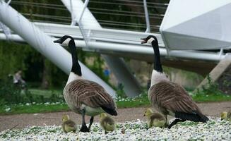 Cute Water Birds Geese and Chicks at Lake of Bedford City of England photo