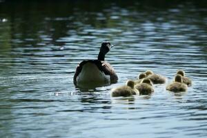 linda agua aves gansos y polluelos a lago de Bedford ciudad de Inglaterra foto