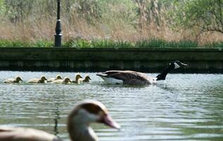 Cute Water Birds Geese and Chicks at Lake of Bedford City of England photo