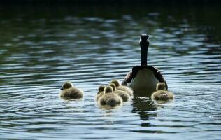 linda agua aves gansos y polluelos a lago de Bedford ciudad de Inglaterra foto
