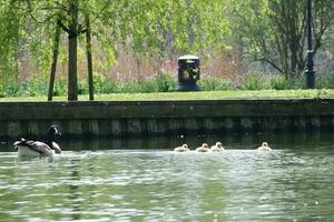 Cute Water Birds Geese and Chicks at Lake of Bedford City of England photo