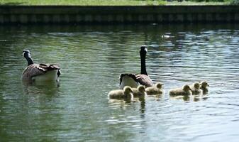 Cute Water Birds Geese and Chicks at Lake of Bedford City of England photo