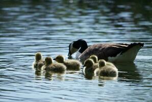 linda agua aves gansos y polluelos a lago de Bedford ciudad de Inglaterra foto