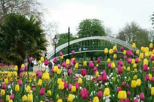 Gorgeous Fresh flowers of Summer Season at Bedford City of England UK photo