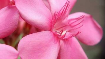 plumeria champa or frangipani flowers with an attractive pink color photo