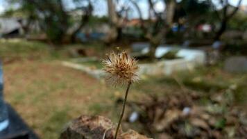 Pertya scandens flower is a small shrub that belongs to the Asteraceae family photo