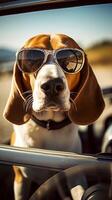 funny beagle dog in sunglasses in the summer sitting in the car, pets, rest with animals, life with animals. photo