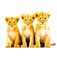 ai génératif 3 les Lions lionceau illustration png