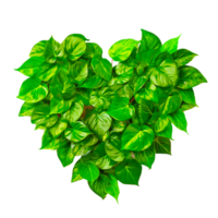 heart shape with leaves png