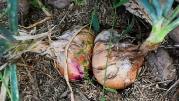 Growing shallots in the backyard by using compost, organic fertilizers and manure. photo