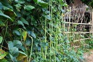 Yard long beans which Thailand local villagers planted near their house to eat at home. photo