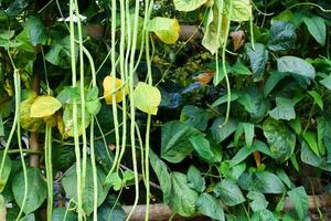 Yard long beans which Thailand local villagers planted near their house to eat at home. photo