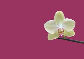 Young light green vanda blooming orchid isolated with clipping paths. photo