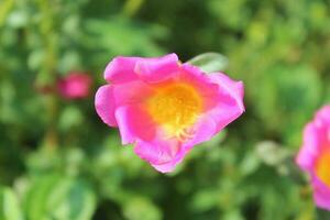 Portulaca oleracea common purslane, also known as verdolaga, red root, or pursley is an annual succulent in the family Portulacaceae. photo