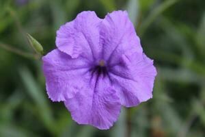 Isolated violet ruellia flower with clipping paths. photo