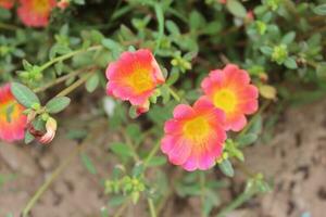 Portulaca oleracea common purslane, also known as verdolaga, red root, or pursley is an annual succulent in the family Portulacaceae. photo