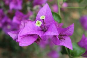 Bougainvillea flower and branches. photo