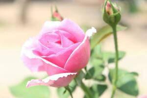 Pink and red rose flower. photo