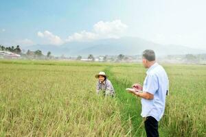 Asian senior female farmer is giving her rice growing information to asian senior male rice researcher at her rice paddy field, soft and selective focus on female rice farmer, happy life concept. photo