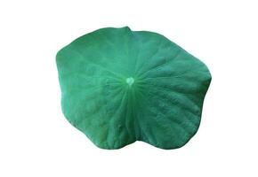 Isolated waterlily or lotus leaf with clipping paths. photo