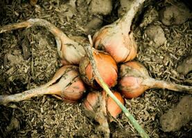 Oranic red shallots growing on bed. photo