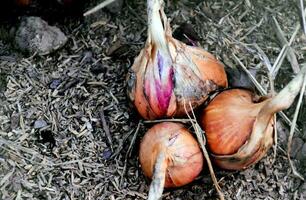 creciente chalotes en el patio interior por utilizando compost, orgánico fertilizantes y estiércol. foto