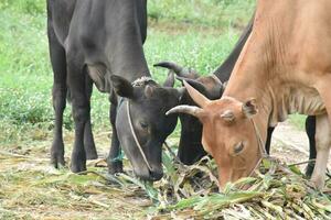 Domestic cows are eating corn plants and fresh grass pile which their owner put them on the ground. photo