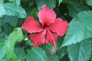 aislado amarillo hibisco flor y hojas en blanco antecedentes con recorte caminos. foto