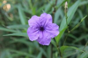 Isolated violet ruellia flower with clipping paths. photo