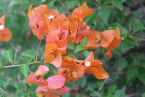 Bougainvillea flower and branches. photo