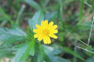 Zinnia flowers with blurred background. photo